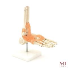 Skelet stopala na podstavku