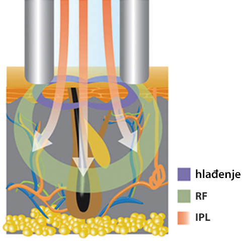 djelovanje elite ana shr djelovanje elite ana shr